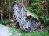 172-7256_IMG.JPG (79838 bytes)
